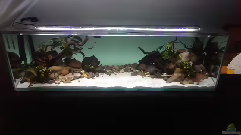Aquarium Mittelamerika / Aquascape von Dubfocus (8)