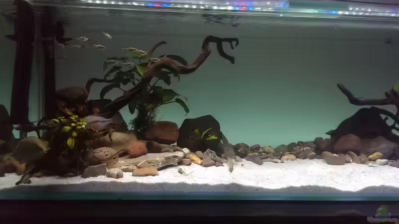 Aquarium Mittelamerika / Aquascape von Dubfocus (9)