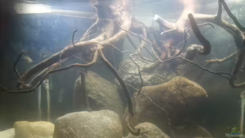 Aquarium Mittelamerika Ecke von Der Fischer (10)