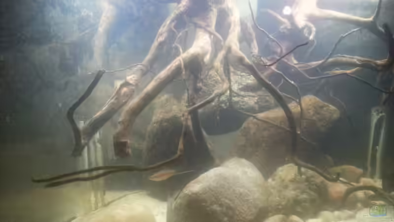 Aquarium Mittelamerika Ecke von Der Fischer (11)