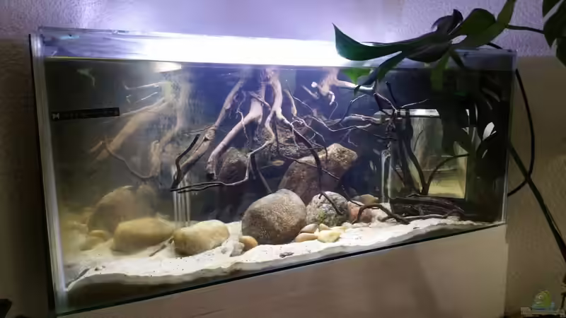 Aquarium Mittelamerika Ecke von Der Fischer (12)