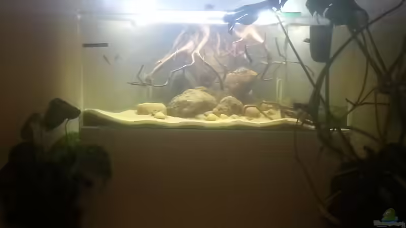 Aquarium Mittelamerika Ecke von Der Fischer (2)
