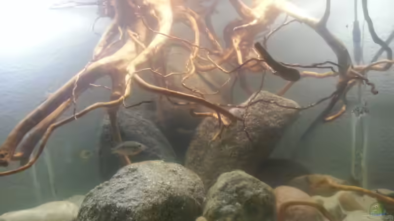 Aquarium Mittelamerika Ecke von Der Fischer (3)