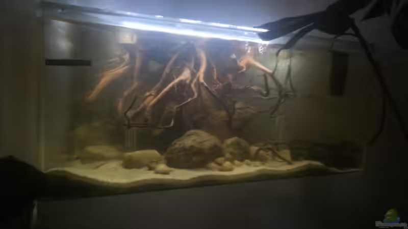 Aquarium Mittelamerika Ecke von Der Fischer (4)