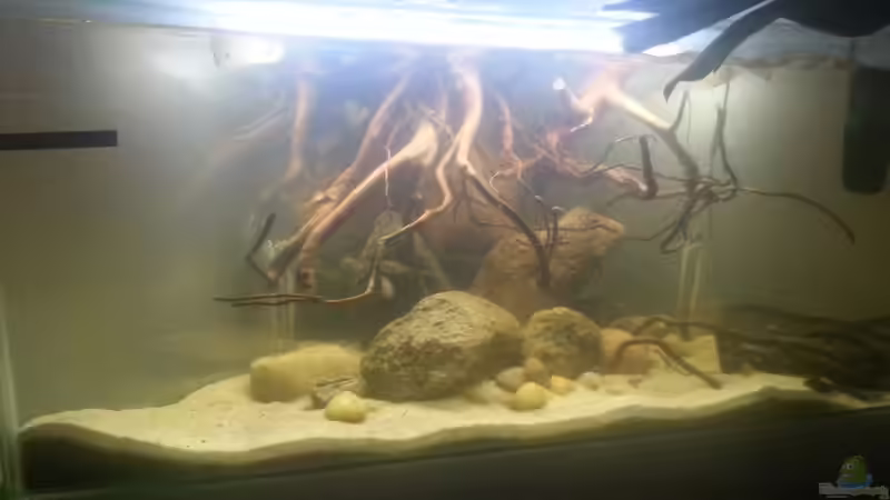 Aquarium Mittelamerika Ecke von Der Fischer (5)