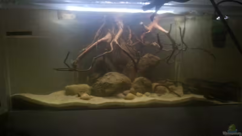 Aquarium Mittelamerika Ecke von Der Fischer (6)