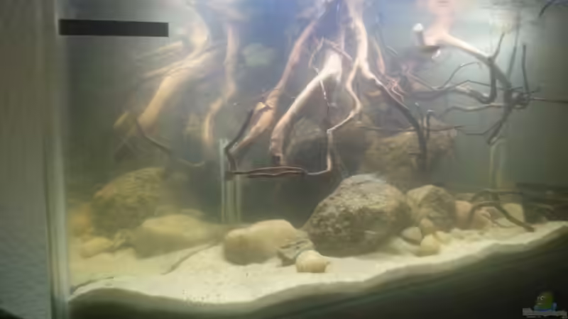 Aquarium Mittelamerika Ecke von Der Fischer (7)