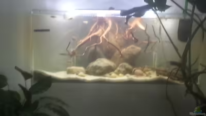 Aquarium Mittelamerika Ecke von Der Fischer (8)