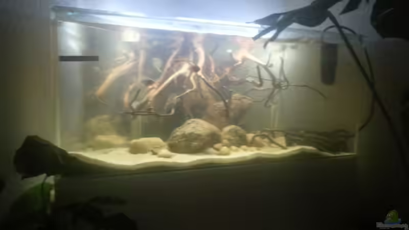Aquarium Mittelamerika Ecke von Der Fischer (9)