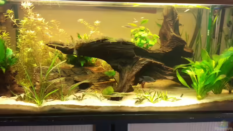 Aquarium Mittelamerika Meeki Becken von Der Dreiäugige Goldfisch (3)