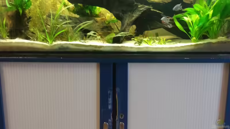 Aquarium Mittelamerika Meeki Becken von Der Dreiäugige Goldfisch (4)