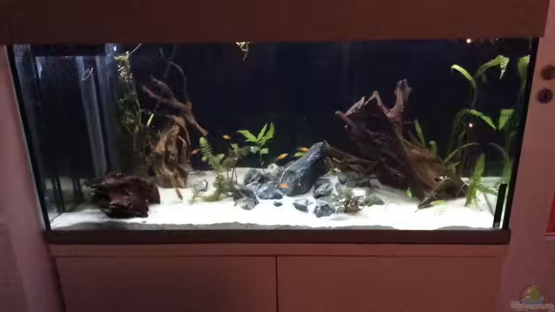 Aquarium Mittelamerika von Basti@ (9)