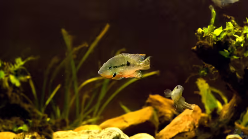 Aquarium Mittelamerikanische Buntbarsche von Benjamin Hamann (2)