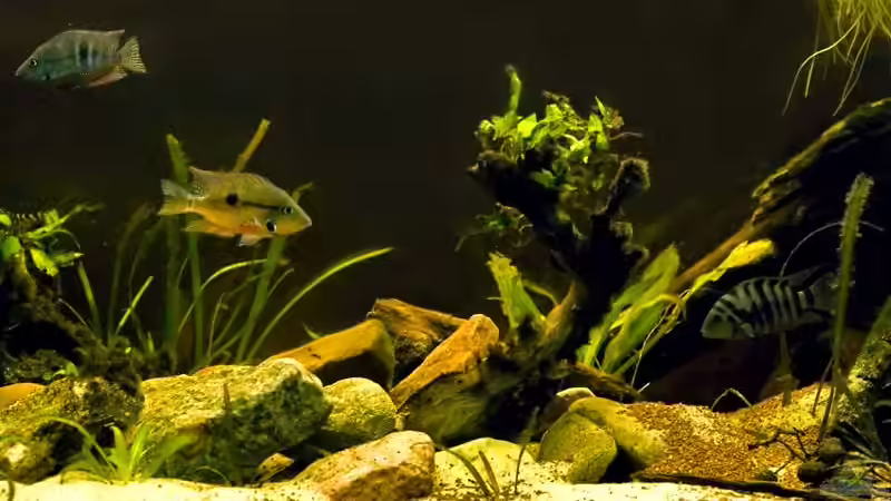 Aquarium Mittelamerikanische Buntbarsche von Benjamin Hamann (3)