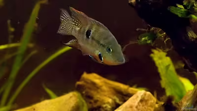 Aquarium Mittelamerikanische Buntbarsche von Benjamin Hamann (6)