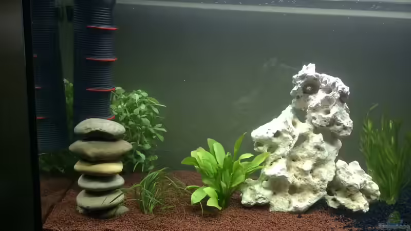 Aquarium moderne Unterwasserwelt von Flipstar (2)