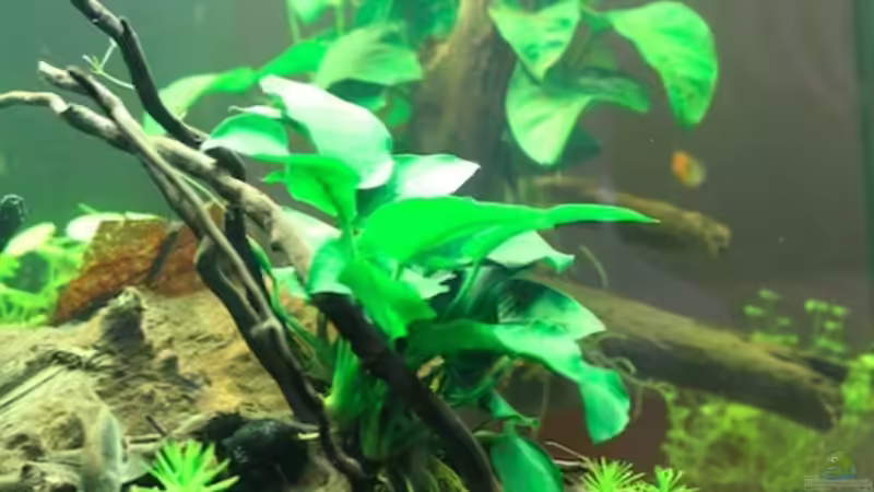 Aquarium Moehrchen's Lido von moehriam (23)