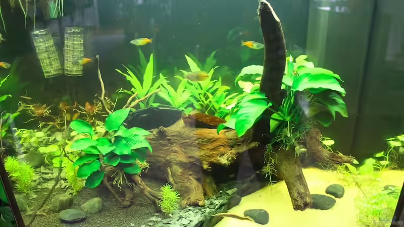 Aquarium Moehrchen's Lido von moehriam (27)