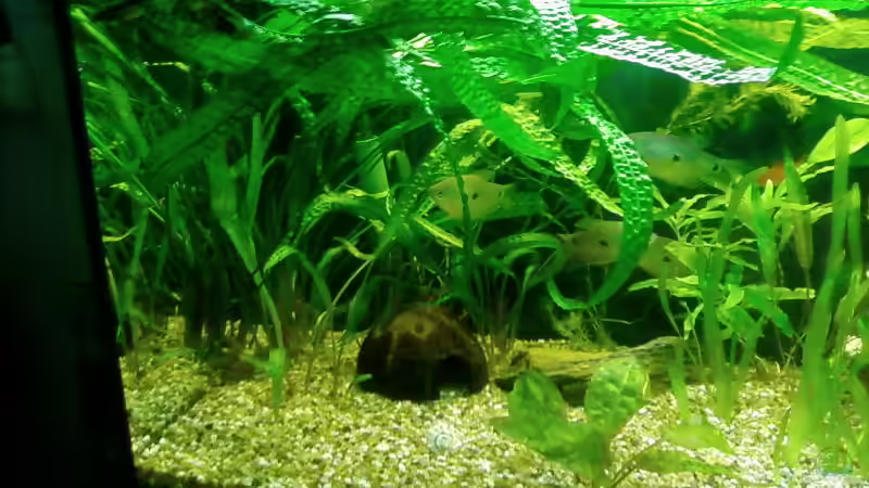 Aquarium MOINS von Kevin Knoll (2)