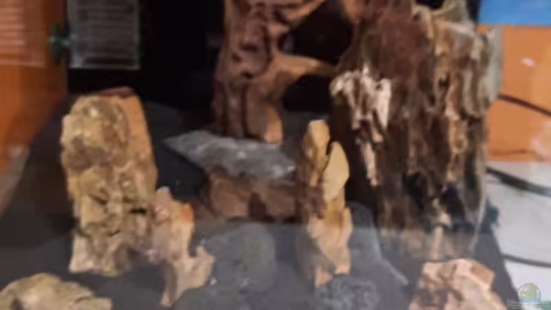 Aquarium Mooshügel von Antschi (2)