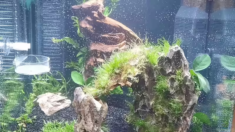 Aquarium Mooshügel von Antschi (4)