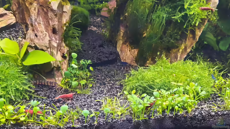 Aquarium Mooshügel von Antschi (5)