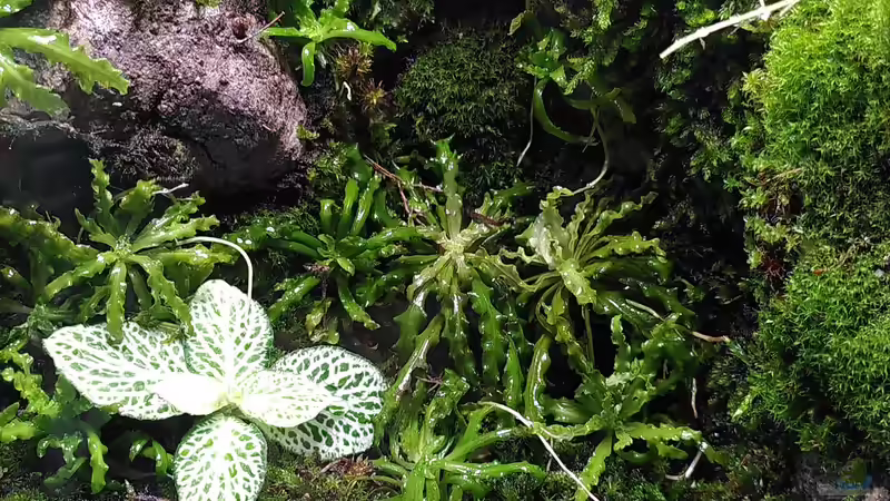 Aquarium Mooswelt von Stephi (3)