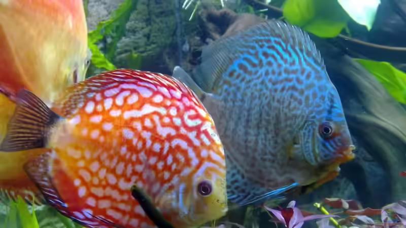 Aquarium MP Scubaline 130 Aquarium von Matze 87 (2)