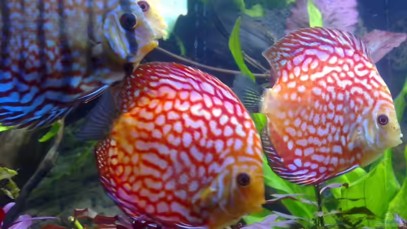 Aquarium MP Scubaline 130 Aquarium von Matze 87 (3)