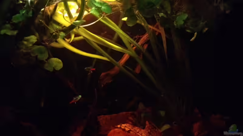 Aquarium Mr. Rabaut's Erben(existiert so nicht mehr) von der Steirer (15)