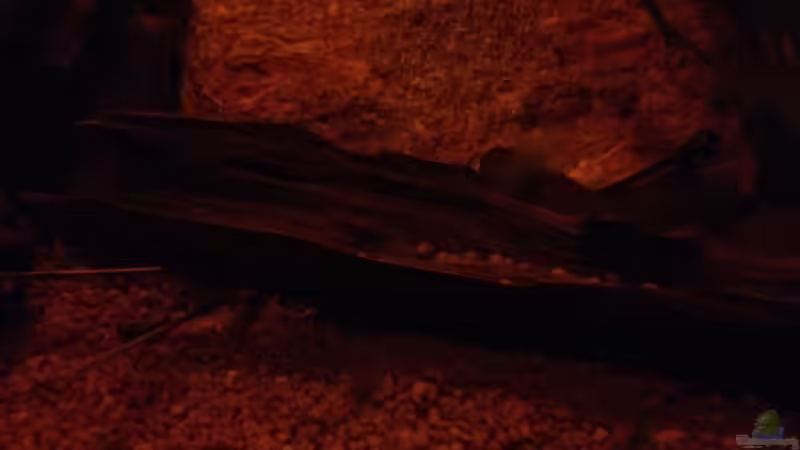 Aquarium Mr. Rabaut's Erben(existiert so nicht mehr) von der Steirer (17)