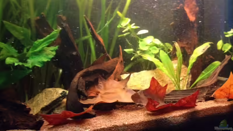 Aquarium Mr. Rabaut's Erben(existiert so nicht mehr) von der Steirer (5)