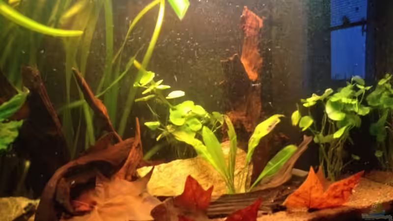 Aquarium Mr. Rabaut's Erben(existiert so nicht mehr) von der Steirer (6)