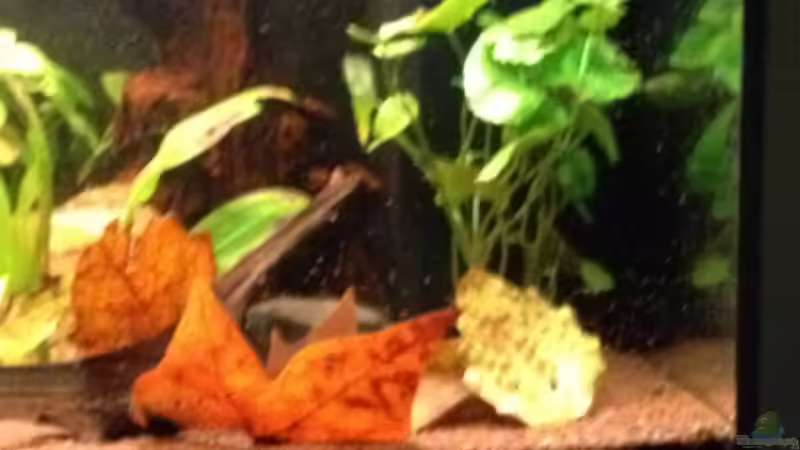 Aquarium Mr. Rabaut's Erben(existiert so nicht mehr) von der Steirer (7)