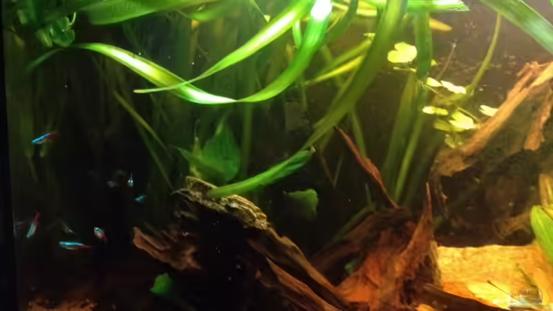 Aquarium Mr. Rabaut's Erben(existiert so nicht mehr) von der Steirer (9)