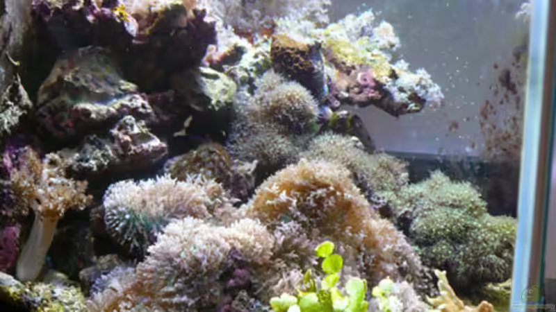 Aquarium MW Würfel WZ von Cichlid Power (6)