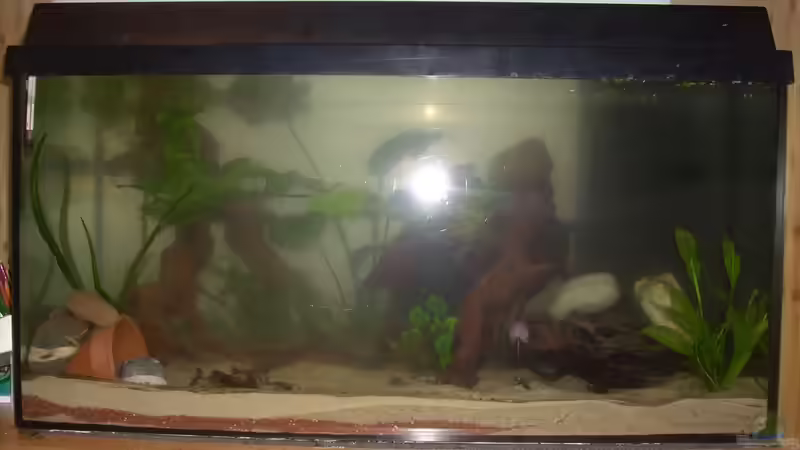 Aquarium My beautiful P. pulcher von Exotist (5)