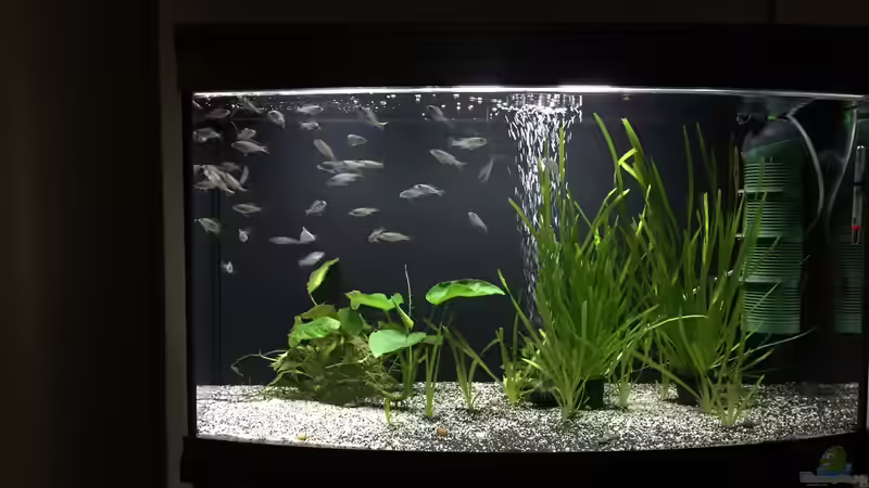 Aquarium My Malawi-Backup von flightsim (2)