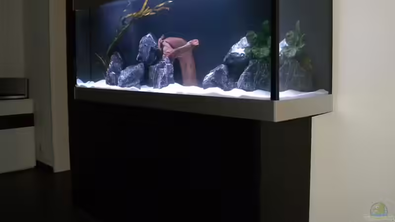 Aquarium My Malawi-Dream von flightsim (19)