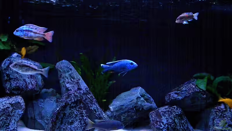 Aquarium My Malawi-Dream von flightsim (2)