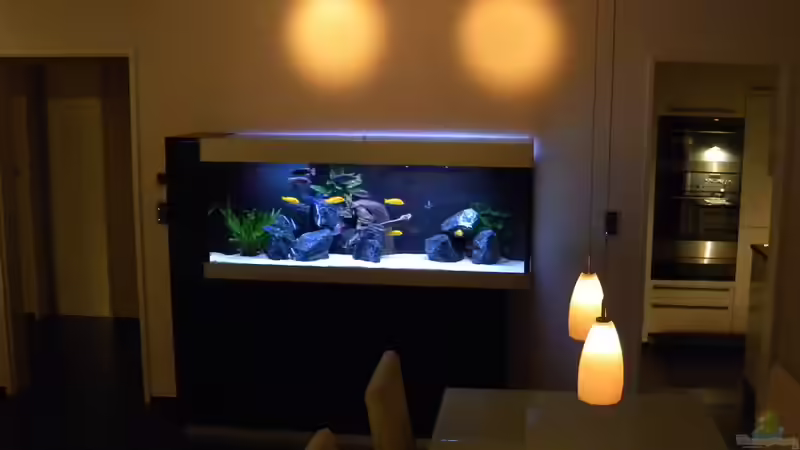 Aquarium My Malawi-Dream von flightsim (29)