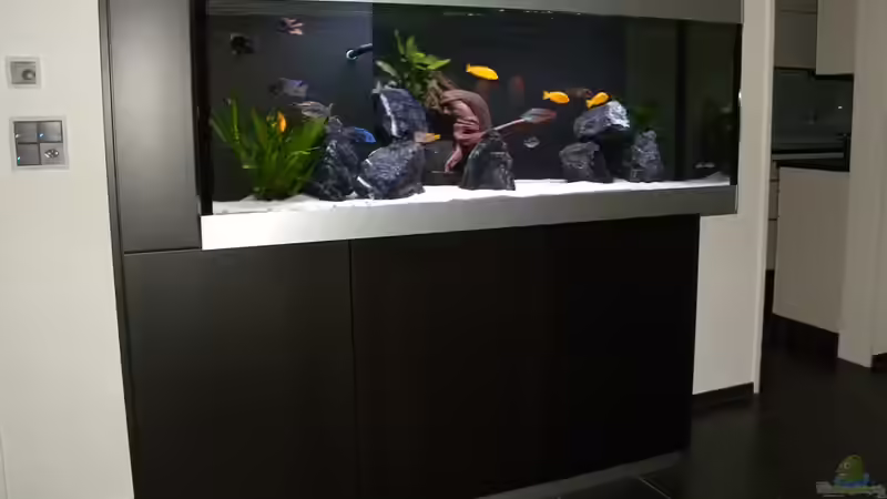 Aquarium My Malawi-Dream von flightsim (30)