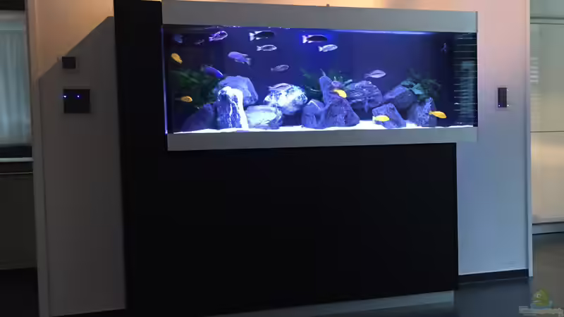 Aquarium My Malawi-Dream von flightsim (6)