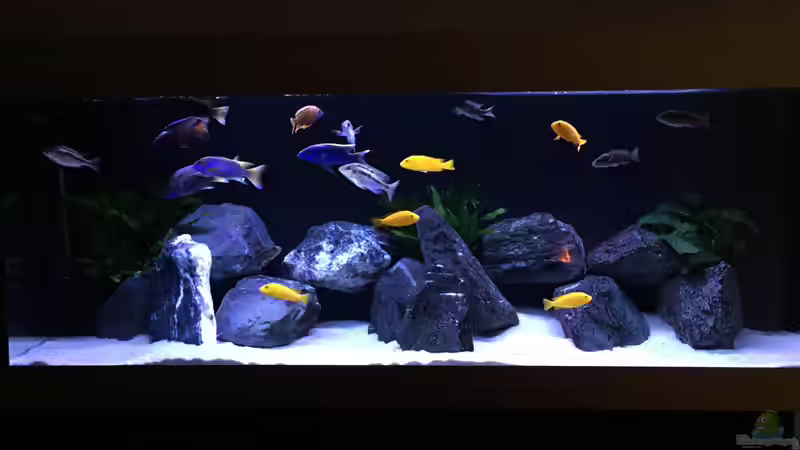 Aquarium My Malawi-Dream von flightsim (7)