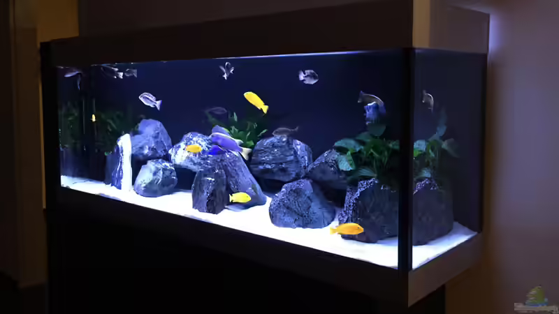 Aquarium My Malawi-Dream von flightsim (8)