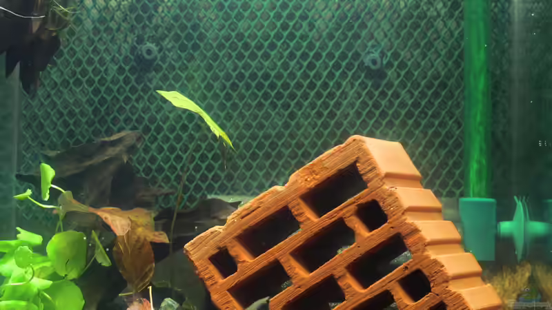 Aquarium My second little Nano von SouthAmerica (3)