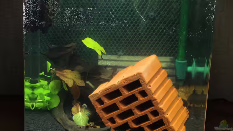 Aquarium My second little Nano von SouthAmerica (5)