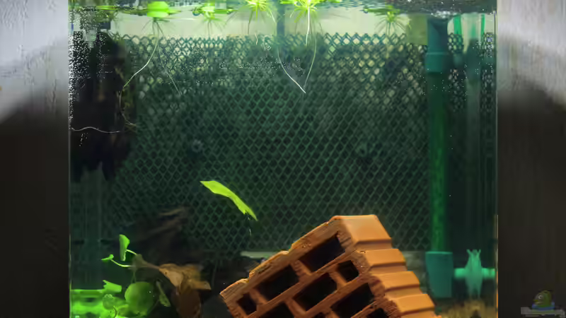 Aquarium My second little Nano von SouthAmerica (6)