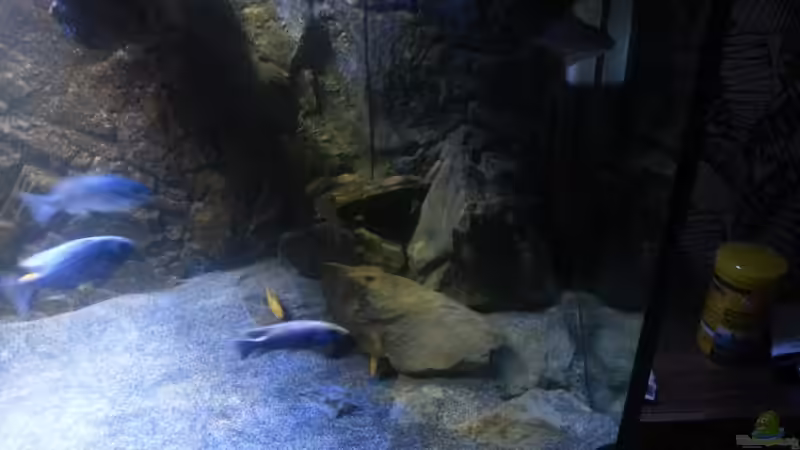 Aquarium My second Malawi basin existiert nicht mehr von Vision (10)