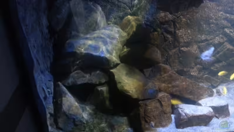 Aquarium My second Malawi basin existiert nicht mehr von Vision (11)